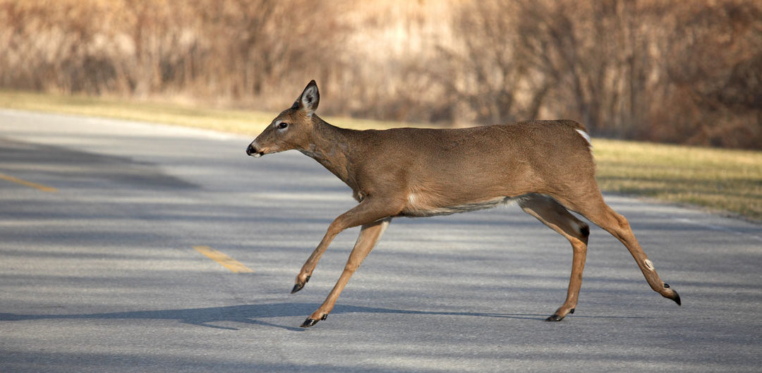 Fact or Fiction? Debunking Deer Collisions